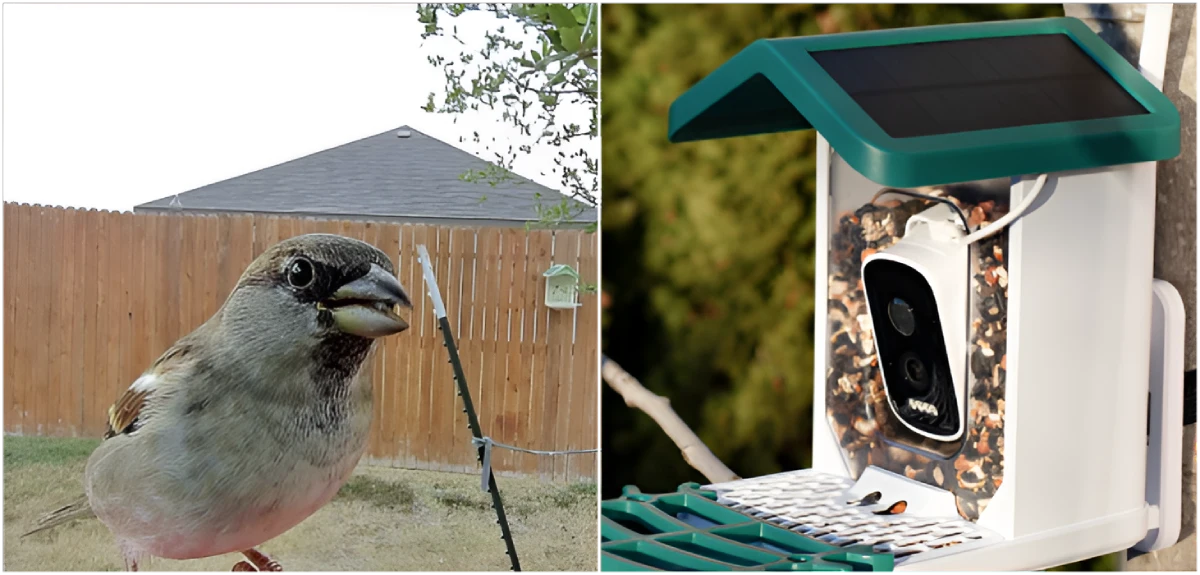 Happy Birdy Smart Bird Feeder from WuzuTech
